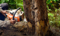 Tree Service Nanaimo Inc.