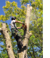 Tree Service Ajax Inc