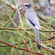 Birds of Kuwait